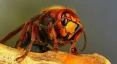 Hornet: popis a typy